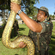 Illustration for article titled Worlds Biggest Snake Could Live Again
